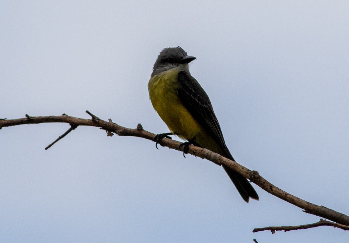 Tropical Kingbird - ML632410121