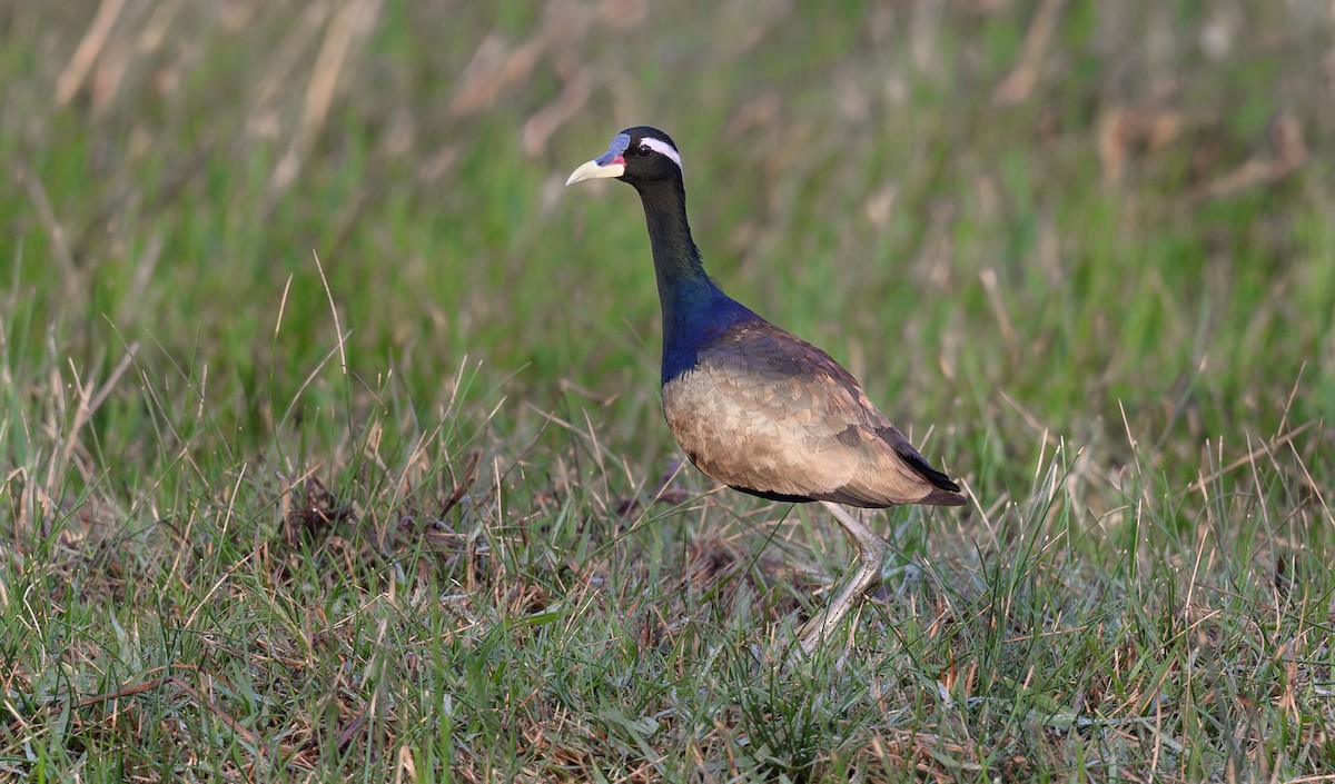 ostnák hnědoocasý - ML632410235