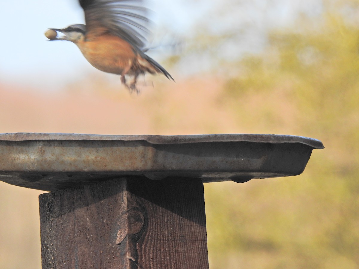 Eurasian Nuthatch - ML632410767