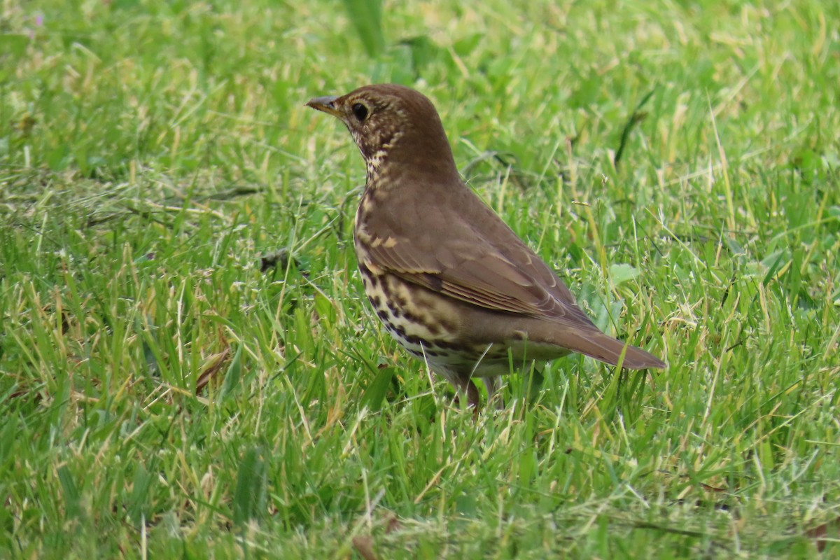Song Thrush - ML632410782