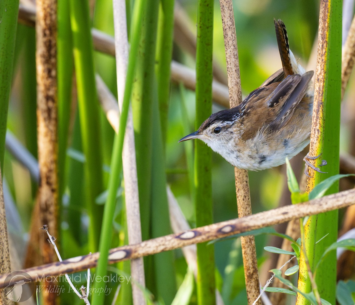 Marsh Wren (palustris Group) - ML632410789
