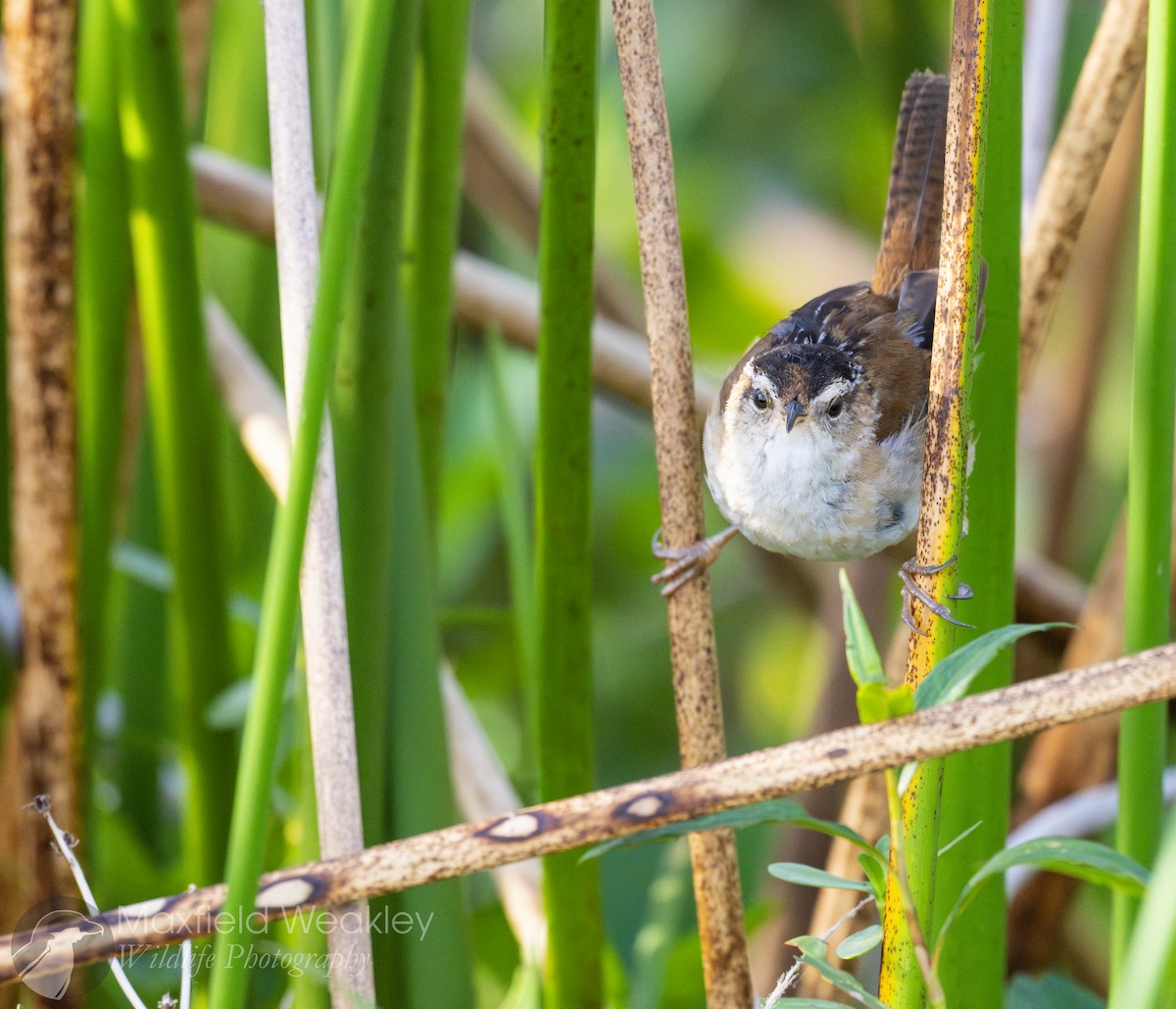 Marsh Wren (palustris Group) - ML632410791