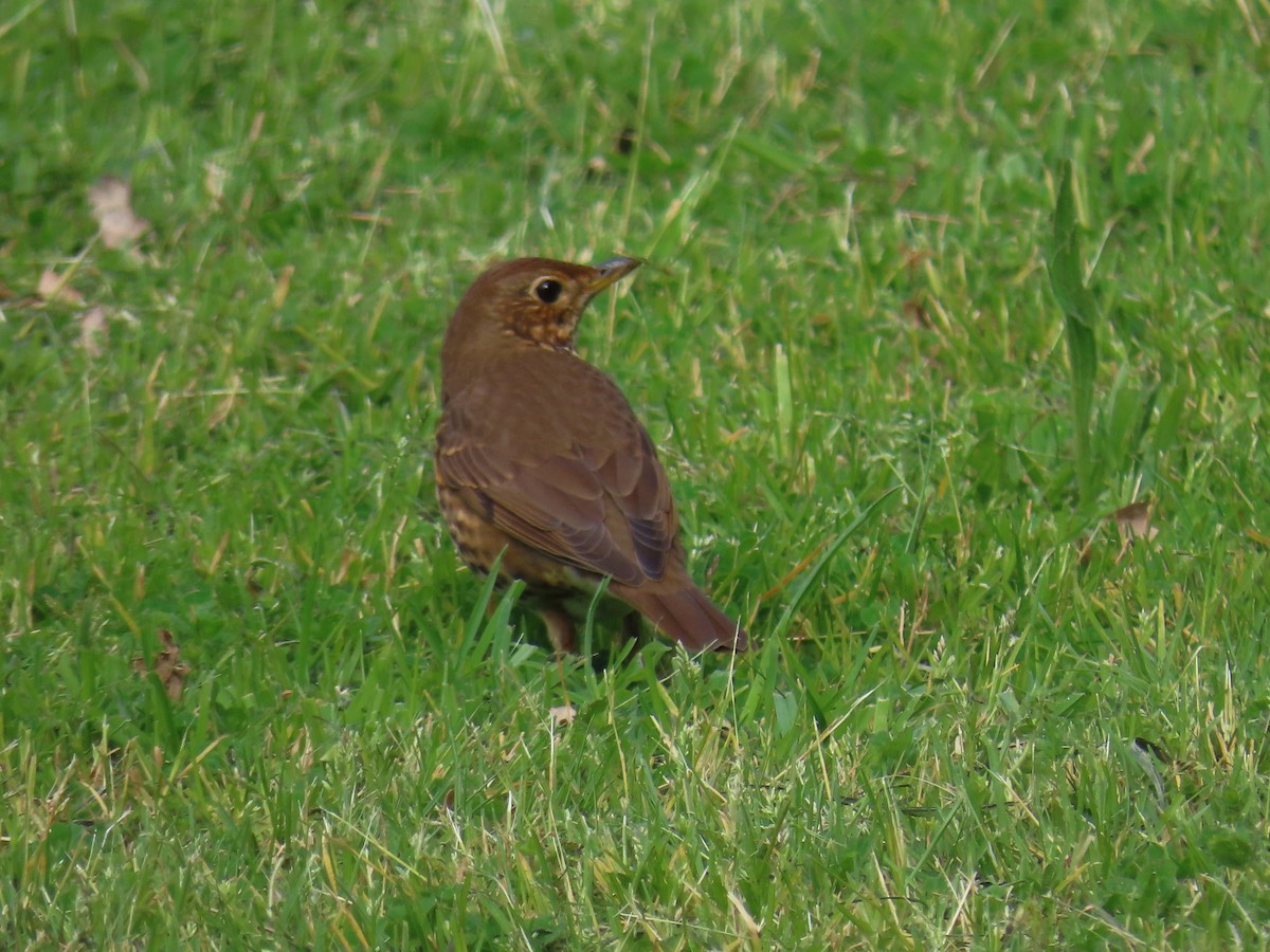 Song Thrush - ML632410796