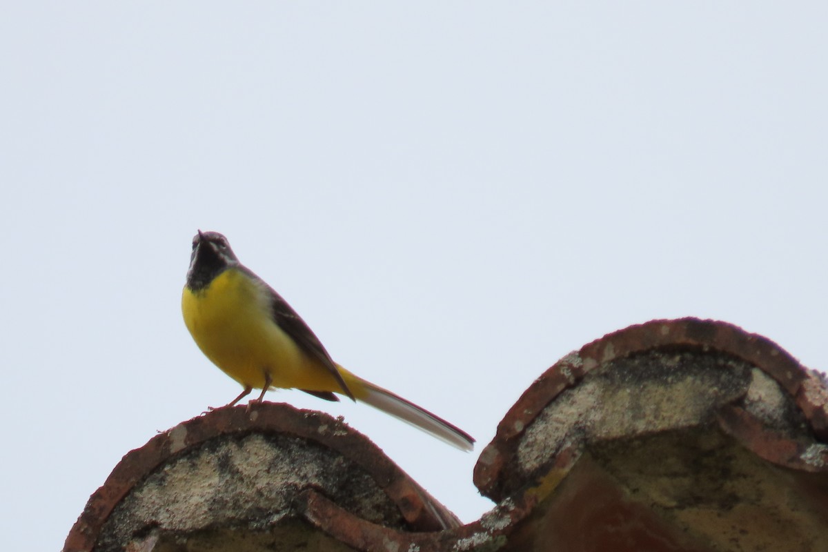 Gray Wagtail - ML632410802
