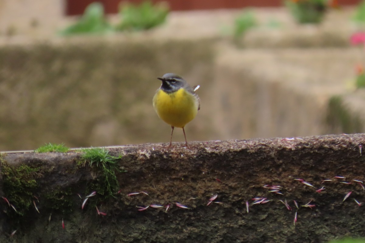 Gray Wagtail - ML632410810