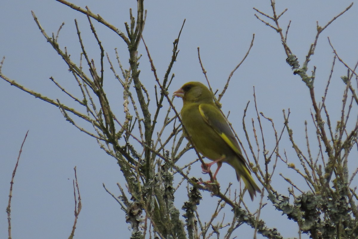 European Greenfinch - ML632410817