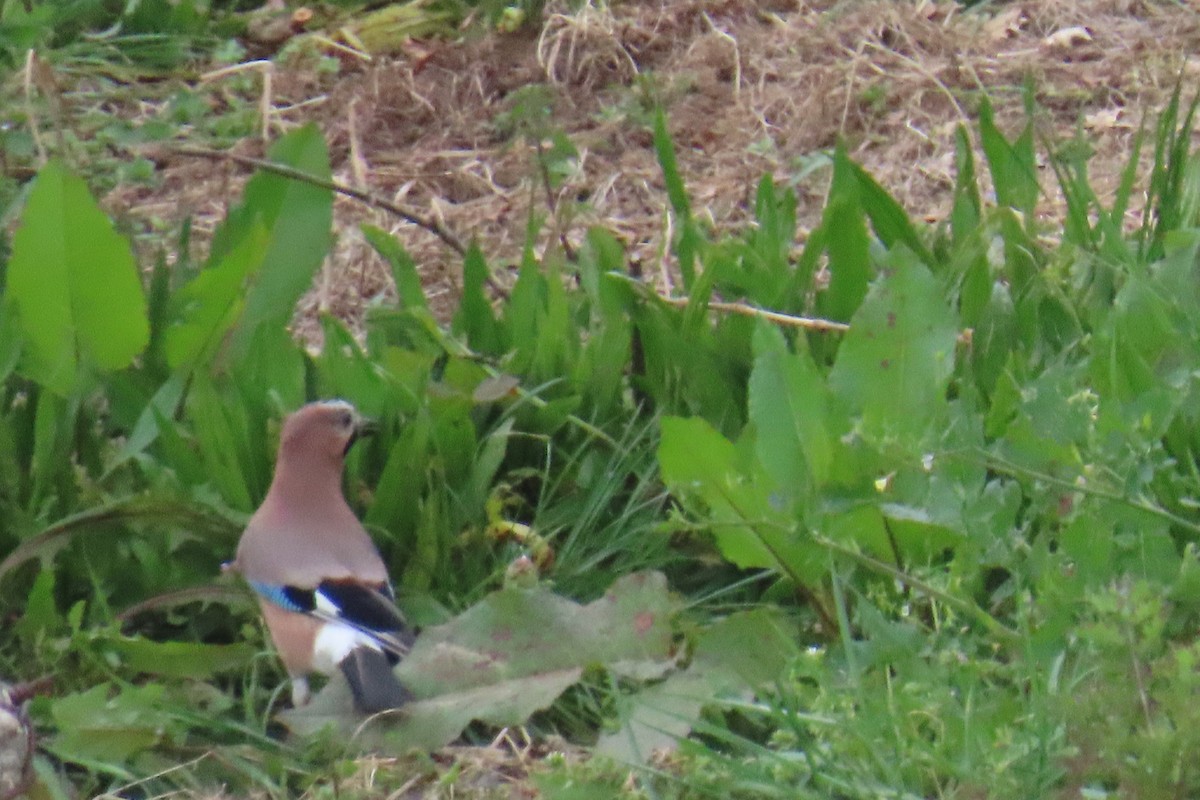 Eurasian Jay - ML632410838
