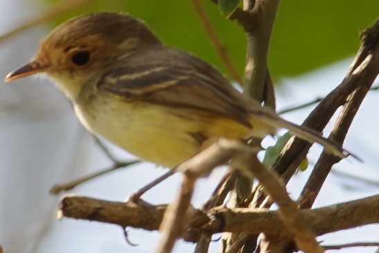 Fulvous-faced Scrub-Tyrant - ML632410882