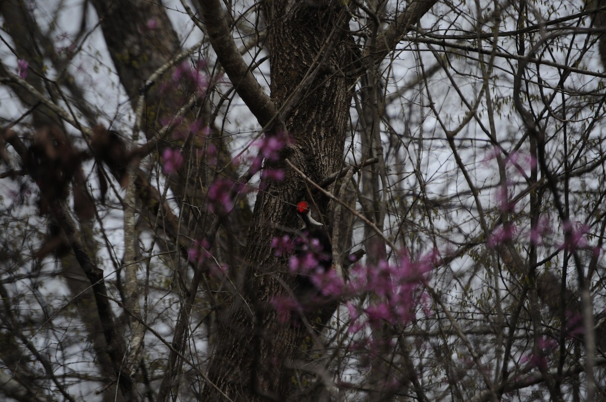 Pileated Woodpecker - ML632410987