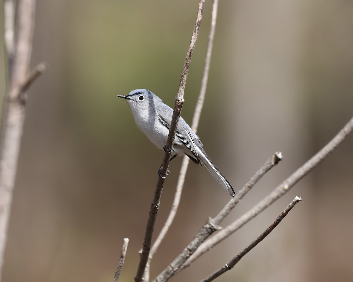 Blue-gray Gnatcatcher - ML632411067