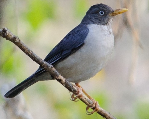 Plumbeous-backed Thrush - ML632411078