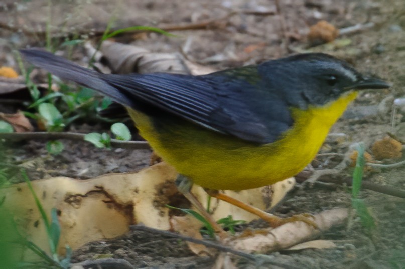 Gray-and-gold Warbler - ML632411103