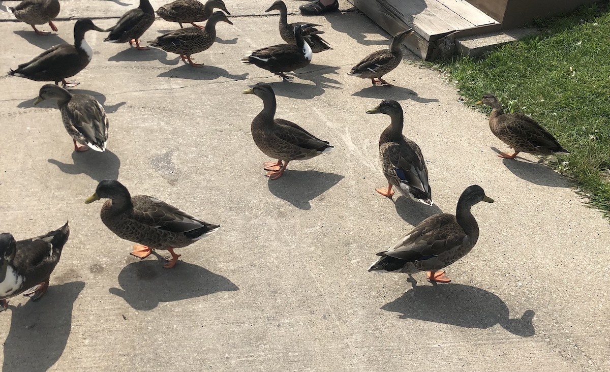 American Black Duck - ML632411241