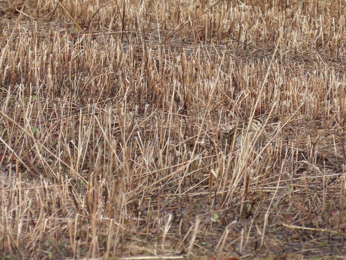 Wilson's Snipe - ML632411439