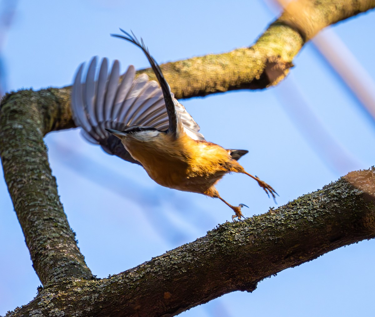 Eurasian Nuthatch - ML632411604