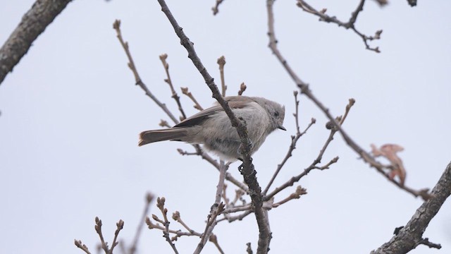 Oak Titmouse - ML632411775