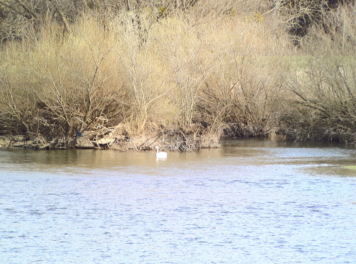 Хуруут хун - ML632411788