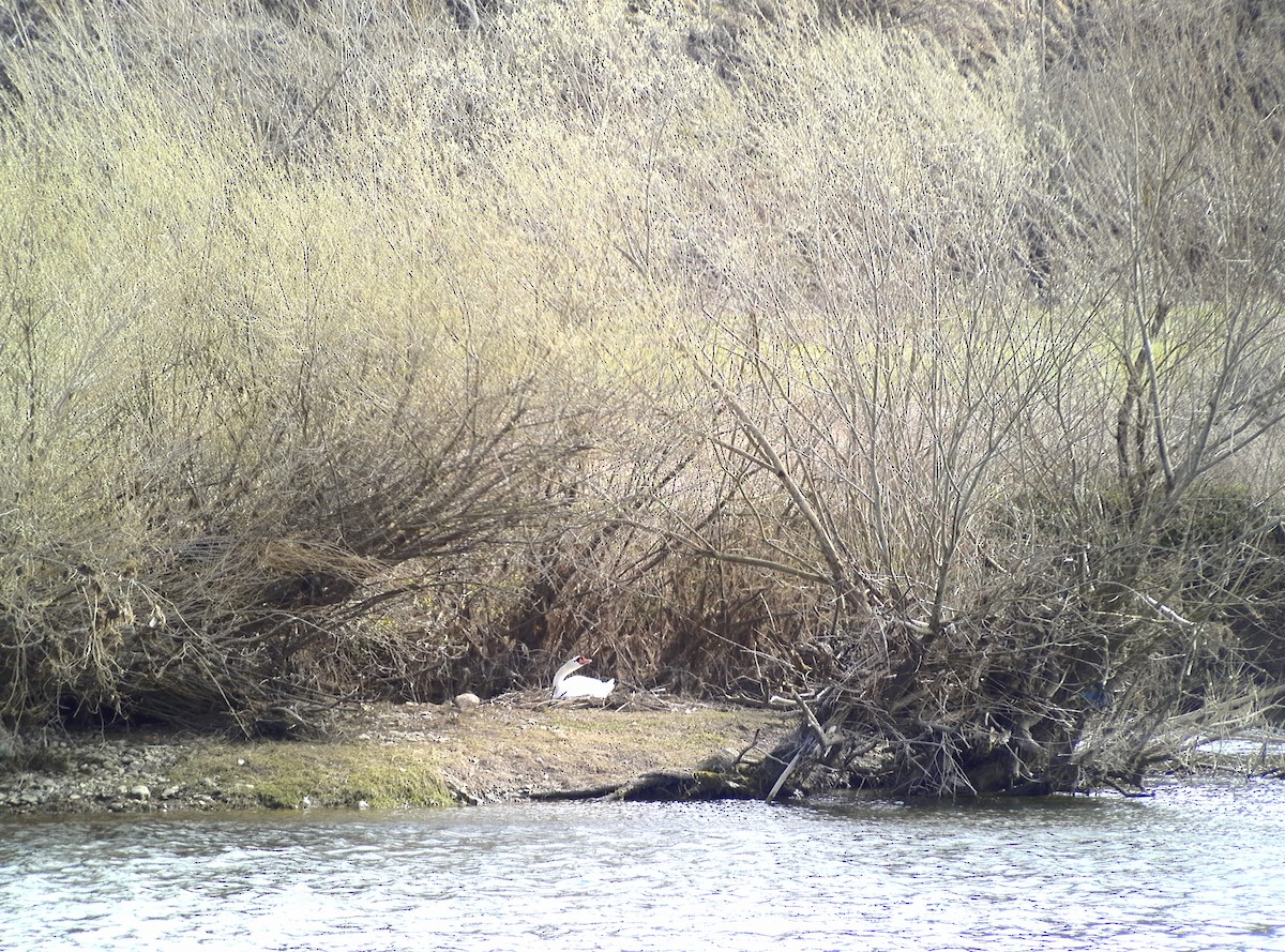 Хуруут хун - ML632411789