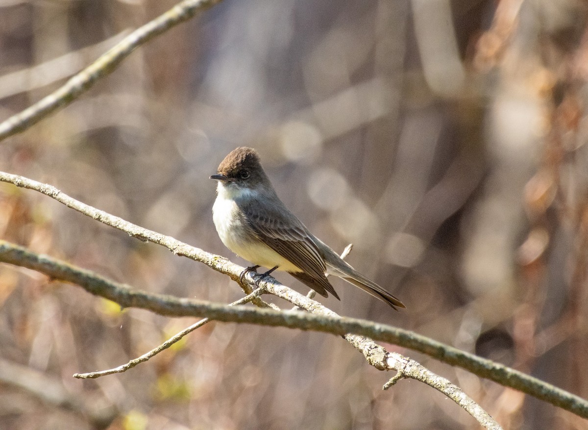Pennsylvania Bird Atlas Checklist - 20 Mar 2025 - Appalachian Trail ...