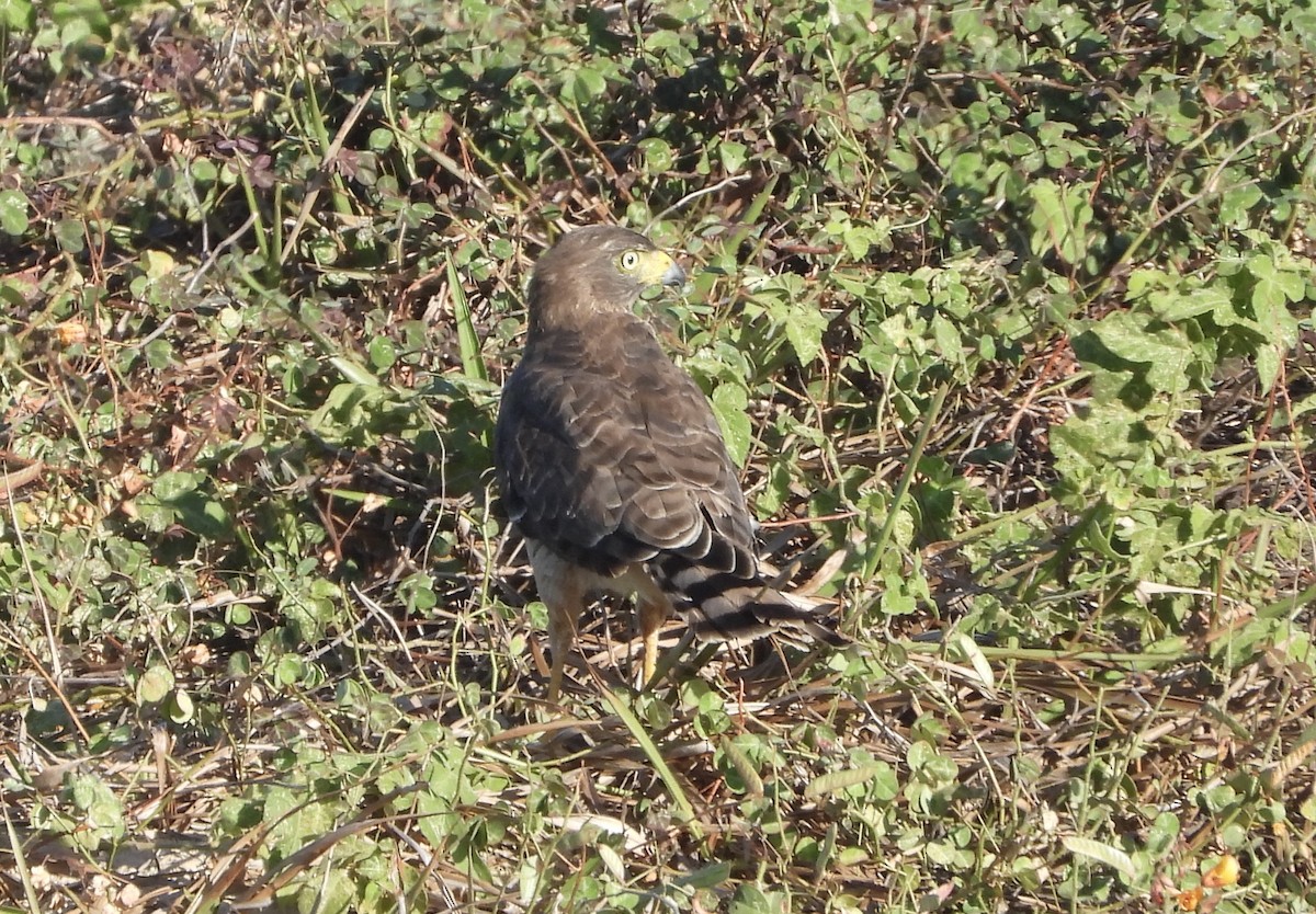 Hook-billed Kite - ML632411953