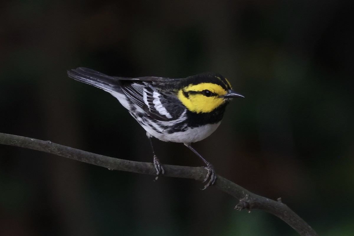 Golden-cheeked Warbler - ML632412004