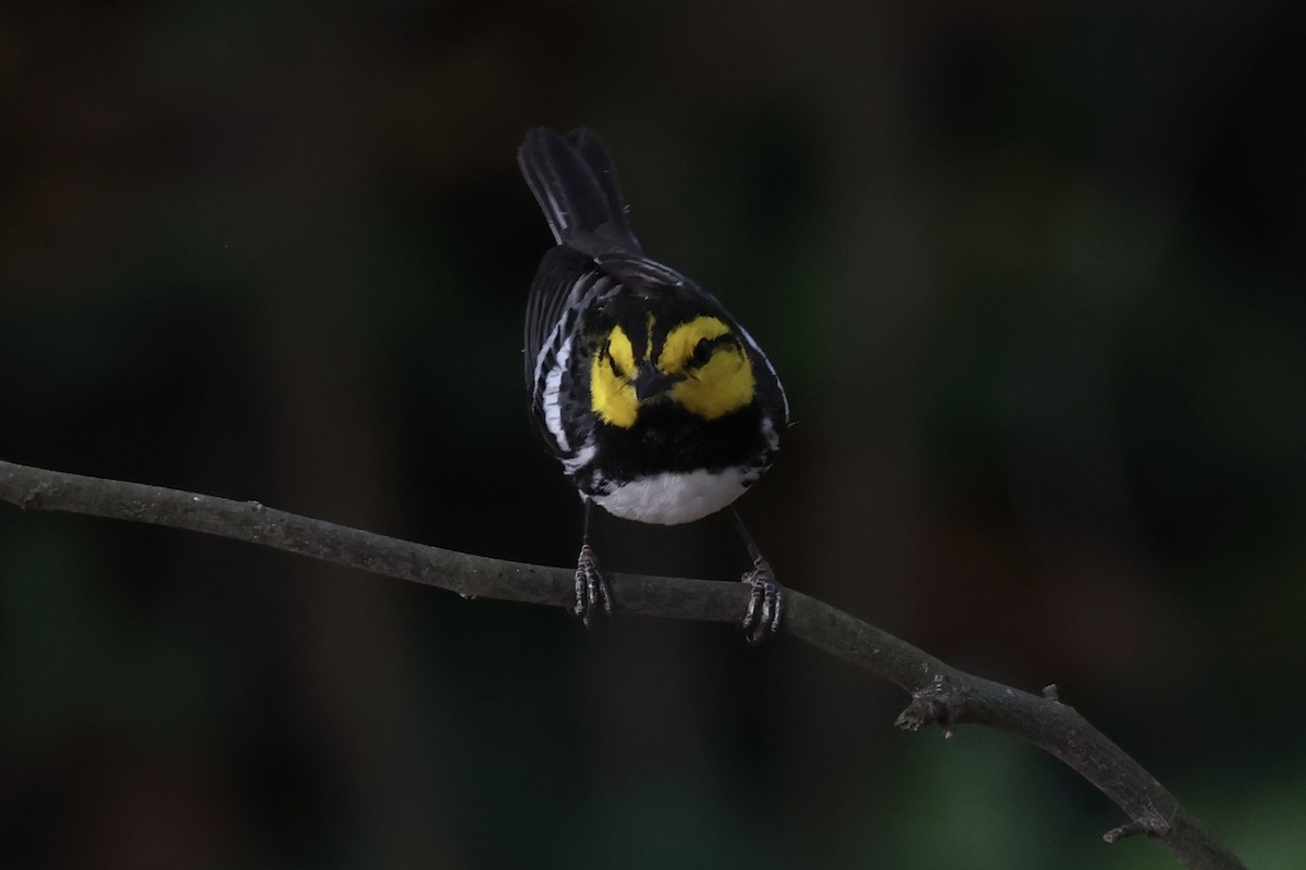 Golden-cheeked Warbler - ML632412005