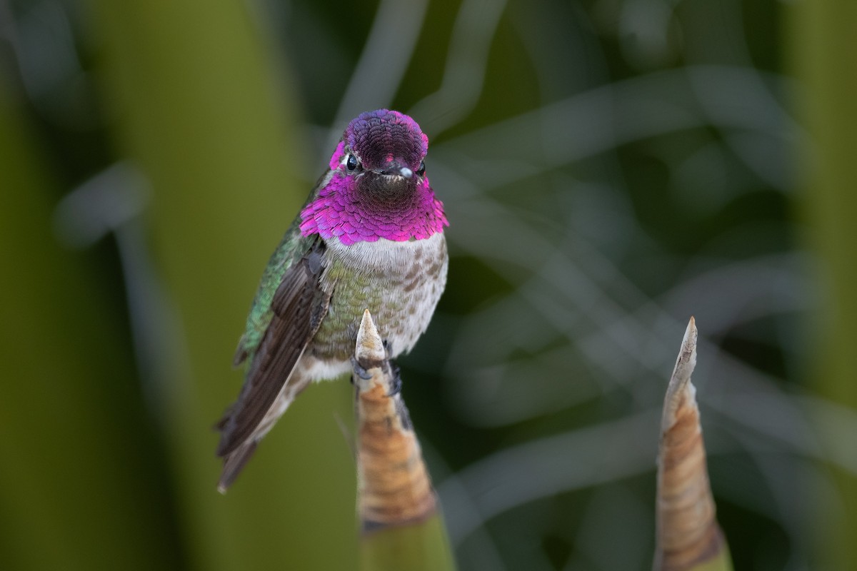 Anna's Hummingbird - ML632412099