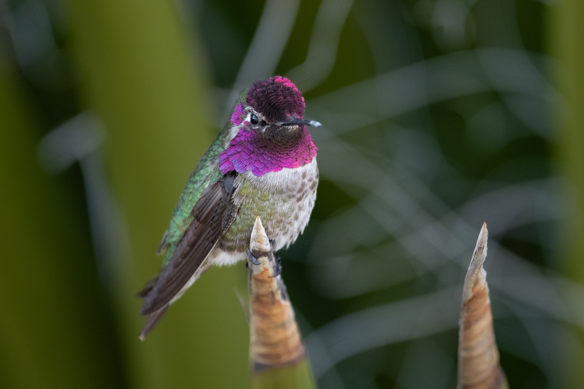 Anna's Hummingbird - ML632412100
