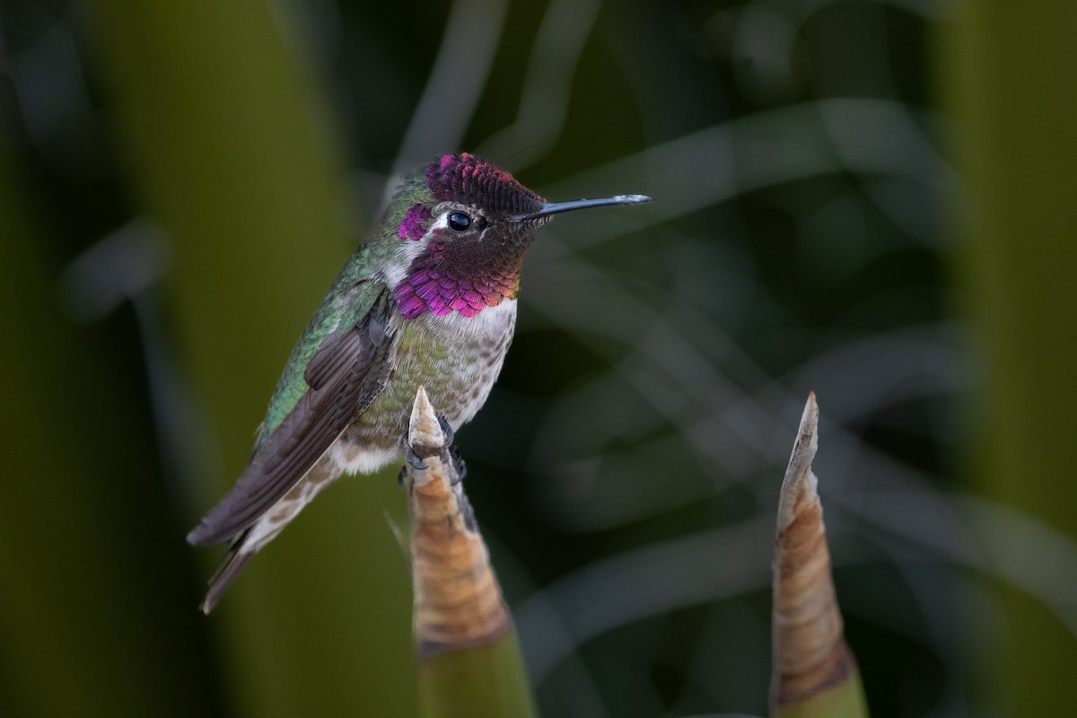 Anna's Hummingbird - ML632412101