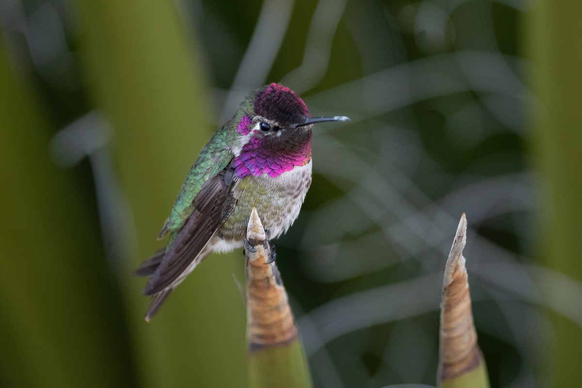 Anna's Hummingbird - ML632412102