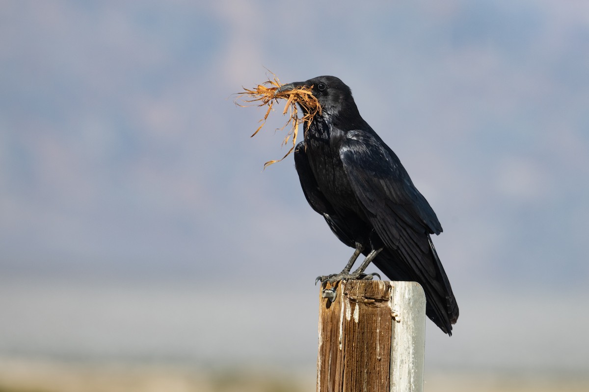 Common Raven - ML632412136