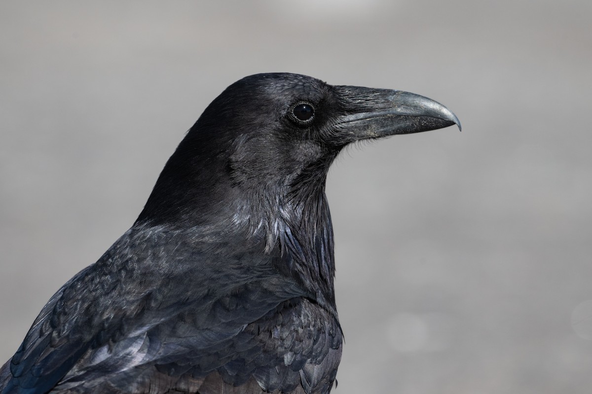Common Raven - ML632412137