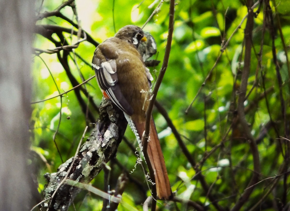 Elegant Trogon - ML632412172
