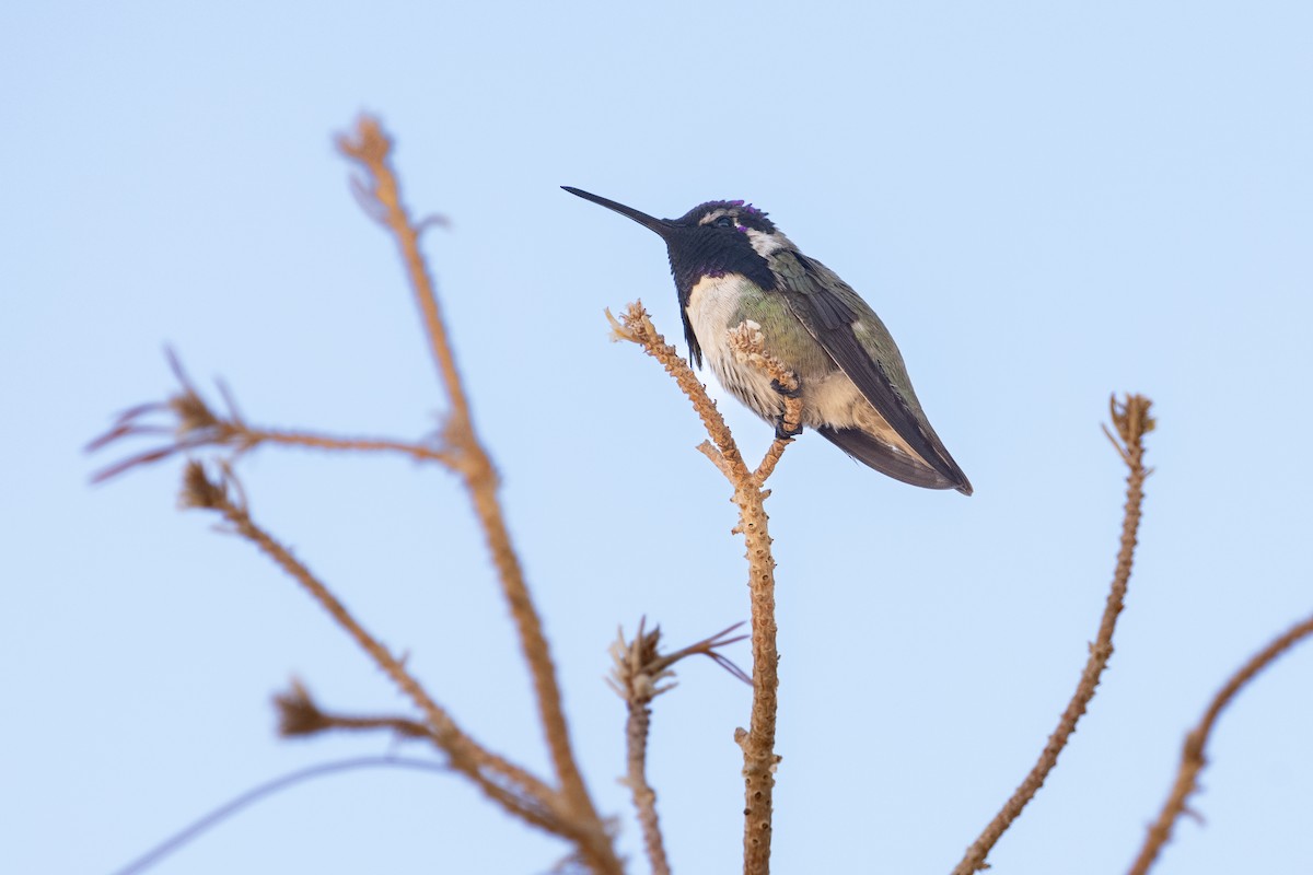Costa's Hummingbird - ML632412239