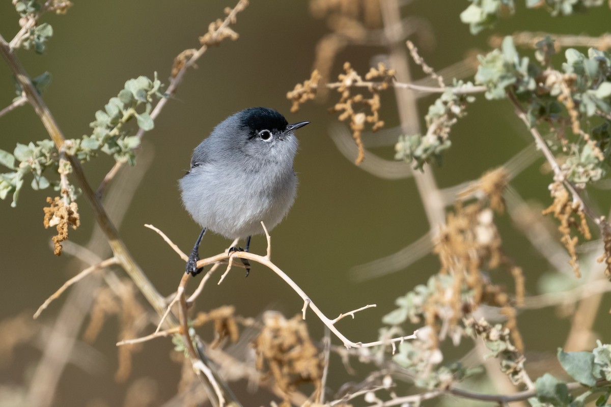 Black-tailed Gnatcatcher - ML632412256