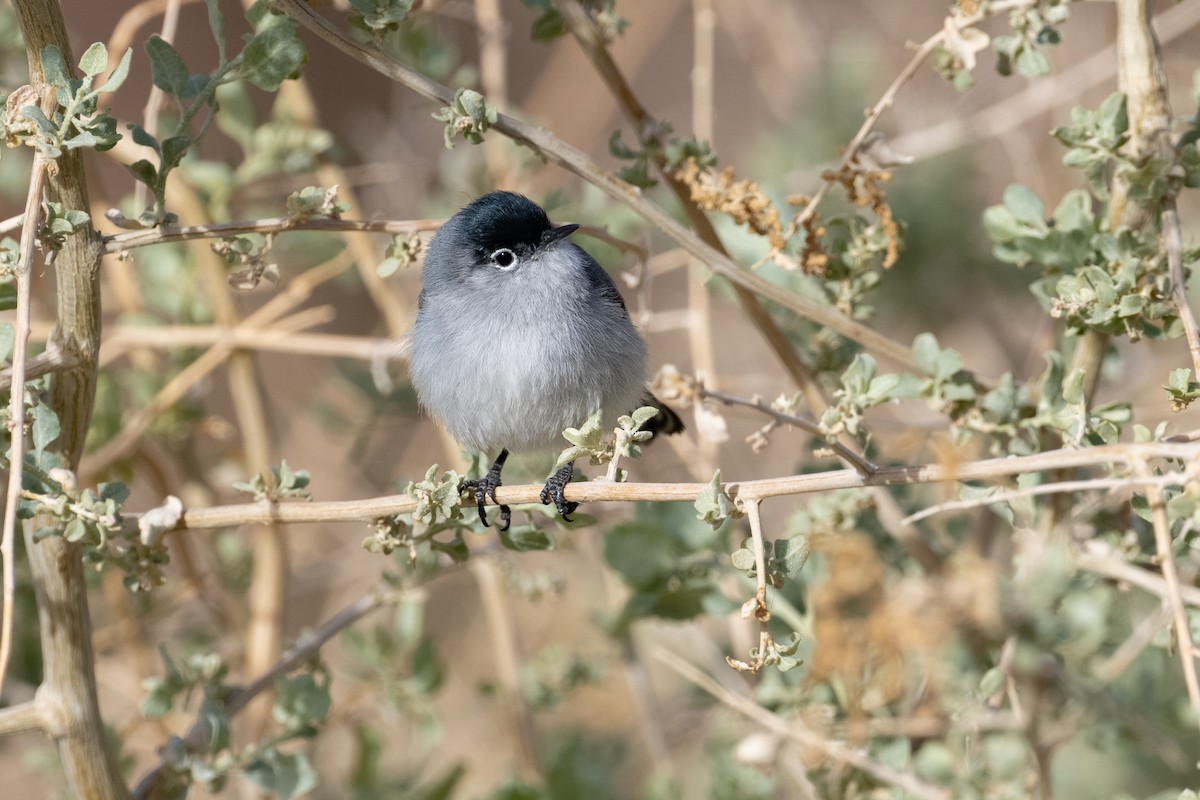 Black-tailed Gnatcatcher - ML632412257