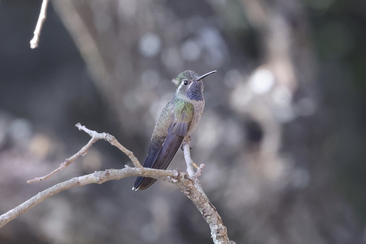 Blue-throated Mountain-gem - ML632412259
