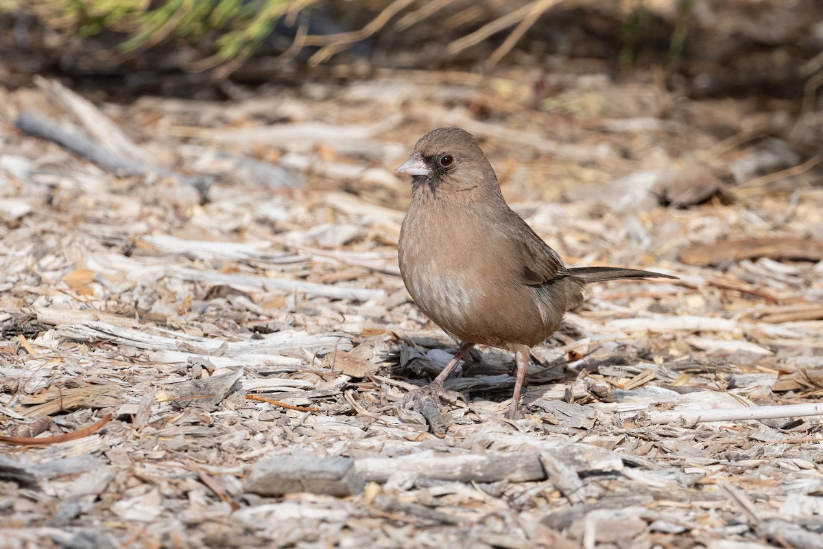Abert's Towhee - ML632412293