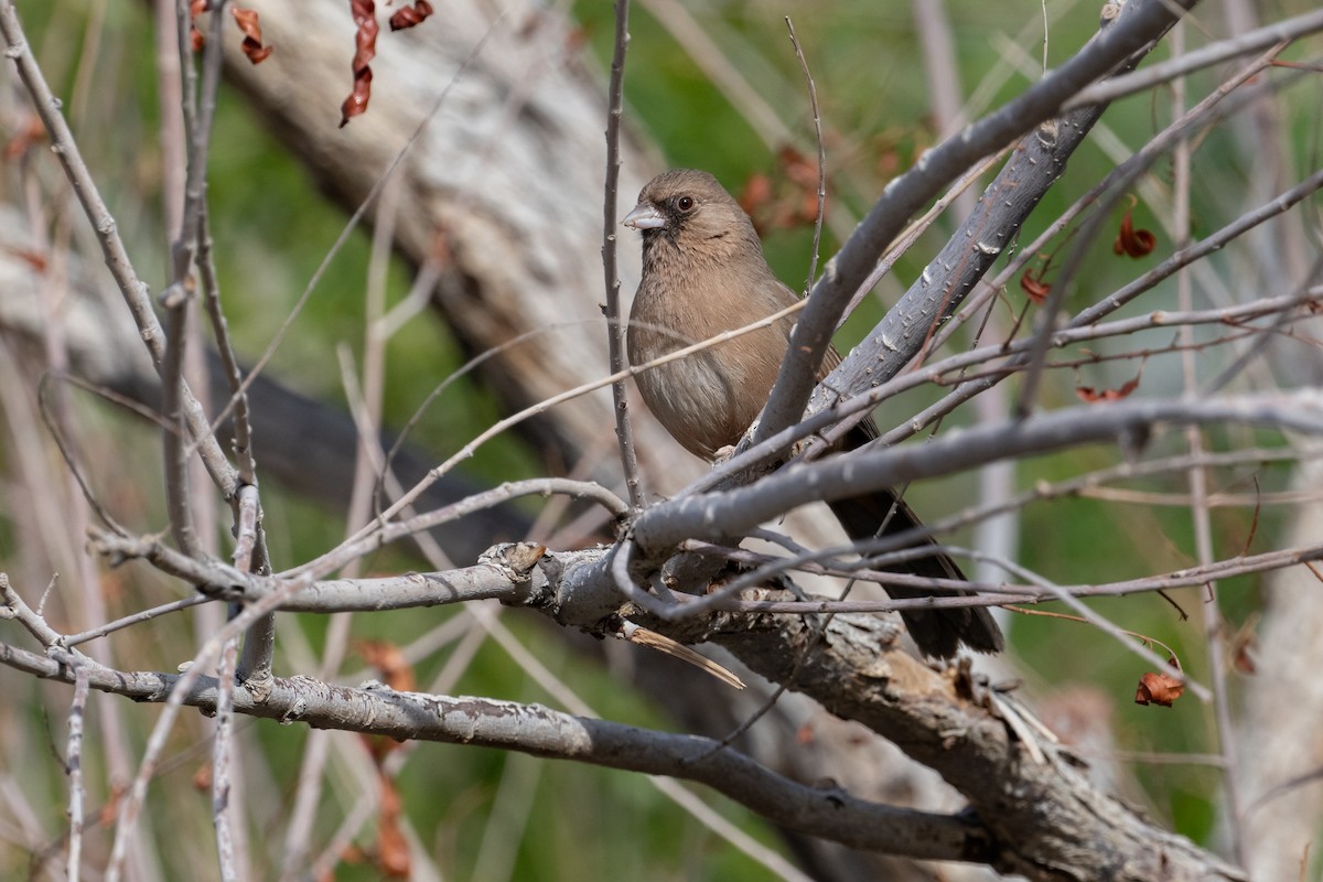 Abert's Towhee - ML632412294