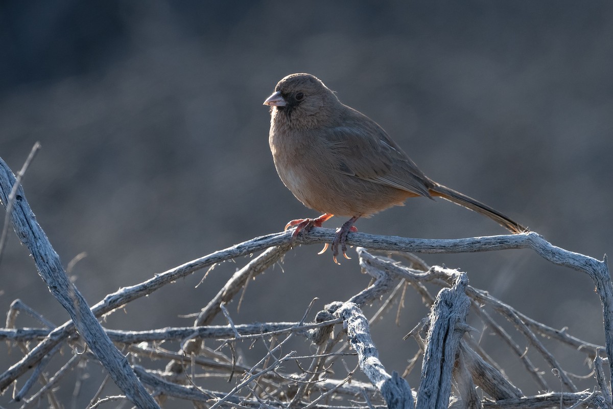 Abert's Towhee - ML632412295