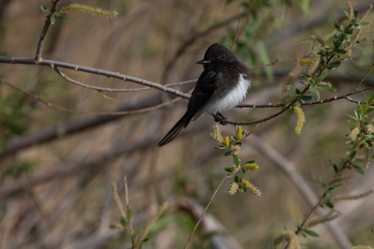 Black Phoebe - ML632412310