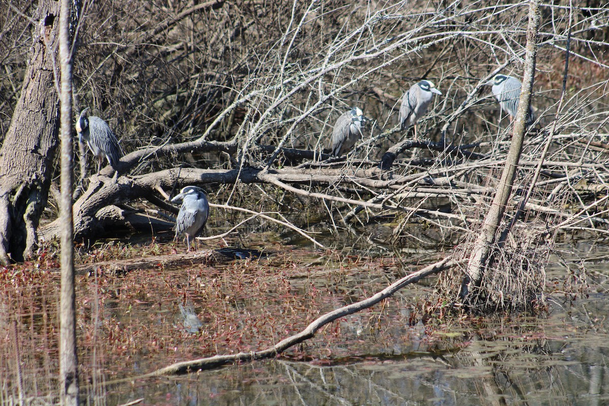 Yellow-crowned Night Heron - ML632412324