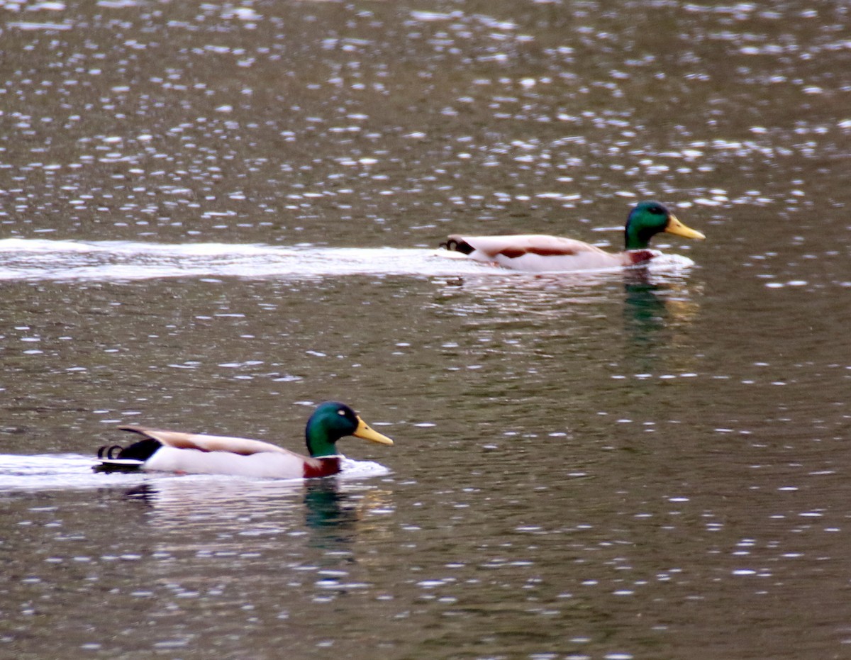 Mallard - ML632412540