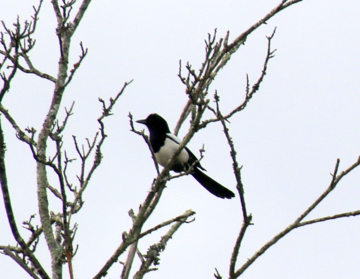 Eurasian Magpie - ML632412549