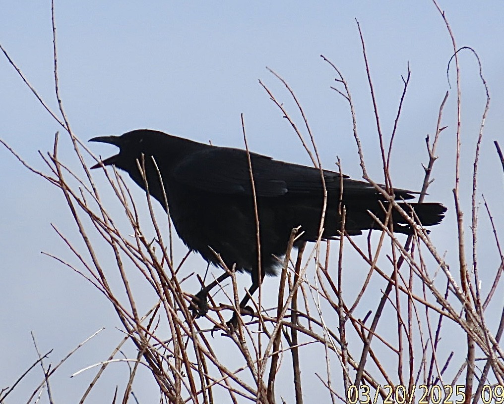 American Crow - ML632412550