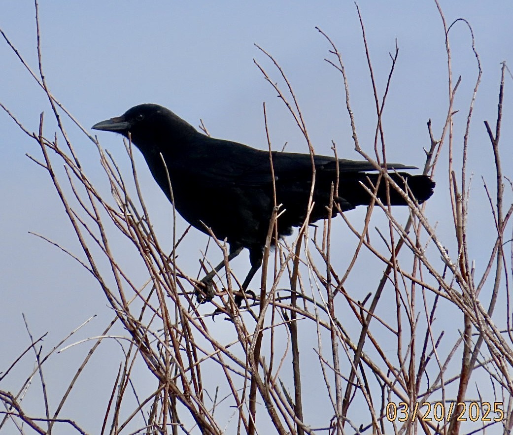 American Crow - ML632412551