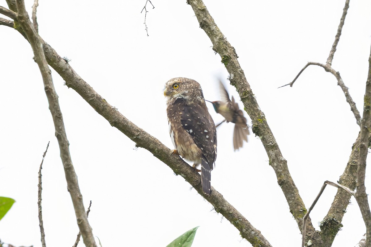 Bolivienzwergkauz - ML632412567