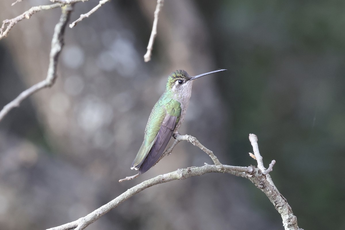 Rivoli's Hummingbird - ML632412583