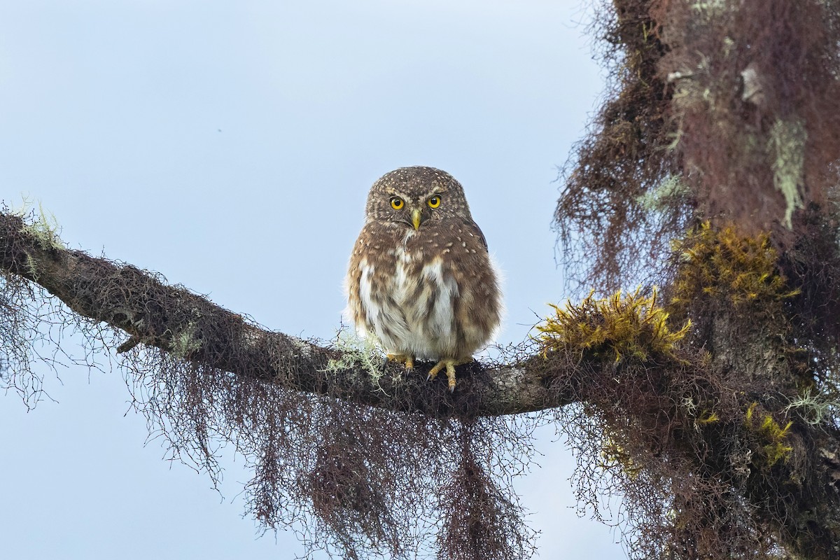 Yungas Pygmy-Owl - ML632412590