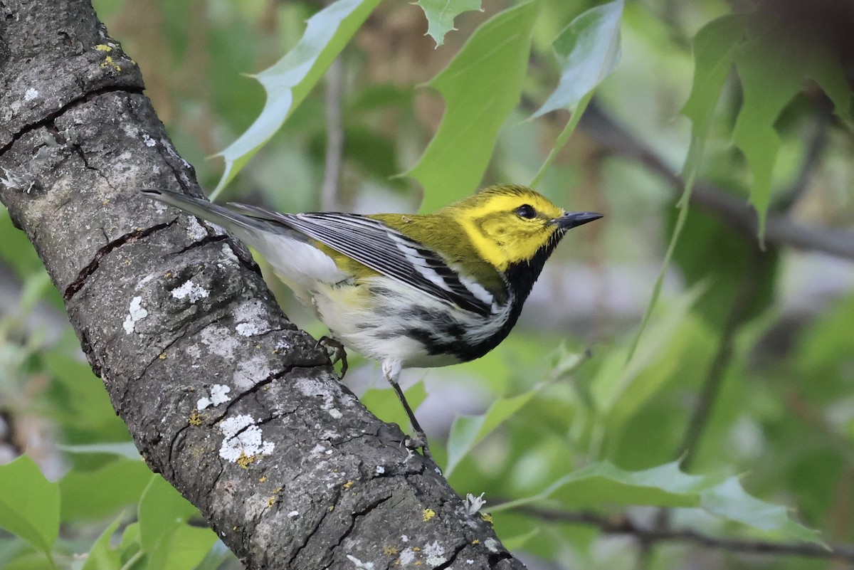Black-throated Green Warbler - ML632412607